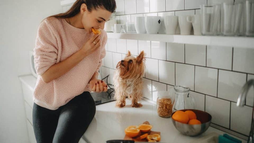 A dog being fed oranges