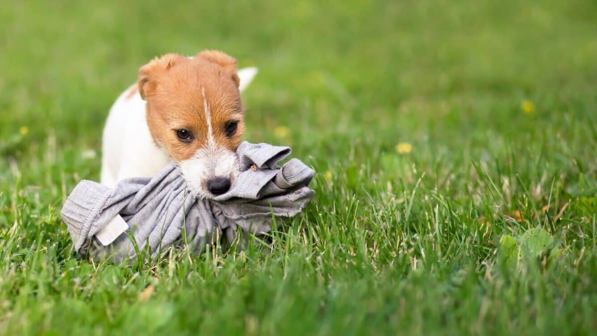 Why Is My Dog Eating My Underwear? Experts Answer
