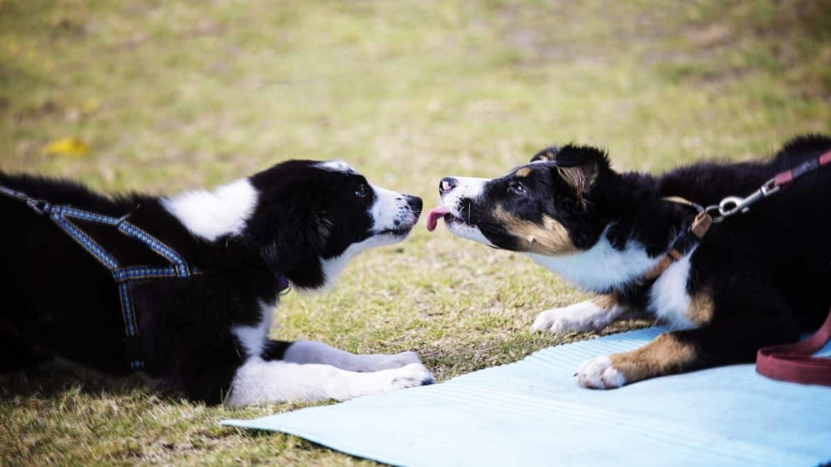 Image showcasing Can Dogs Fall In Love?