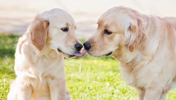 Young Golden Retriever licks older Golden Retriever in field