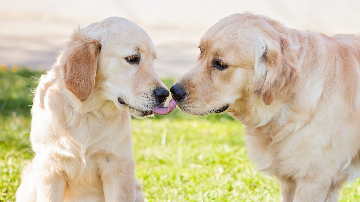 Young Golden Retriever licks older Golden Retriever in field