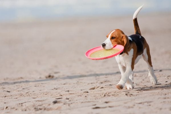 Dog walking in sand with Frisbee
