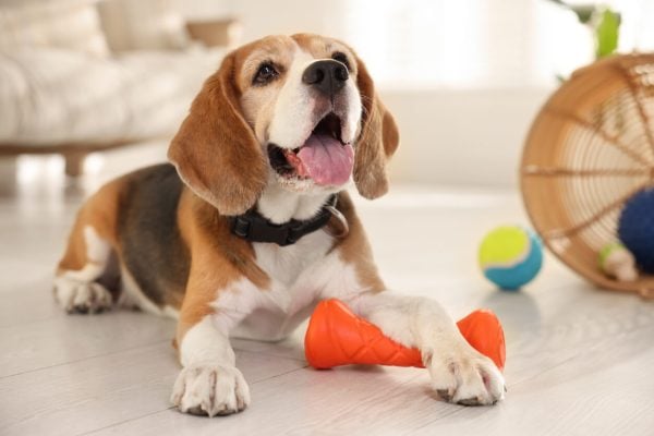 Beagle playing alone with toy
