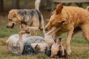 Group of dogs playing outside