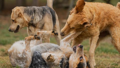 Group of dogs playing outside
