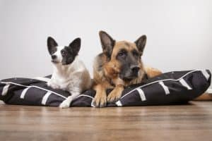 Can My Dog Get Strep Throat & Can They Give It To Me?