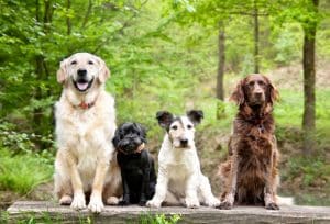 Four dogs sitting in garden