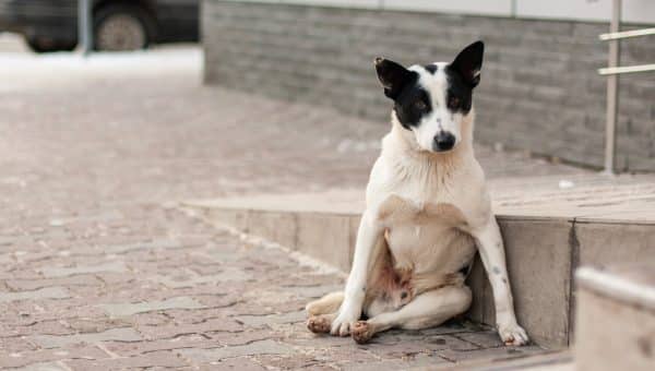 Dog sitting like a person outside