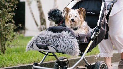 person pushing two small dogs in stroller on sidewalk