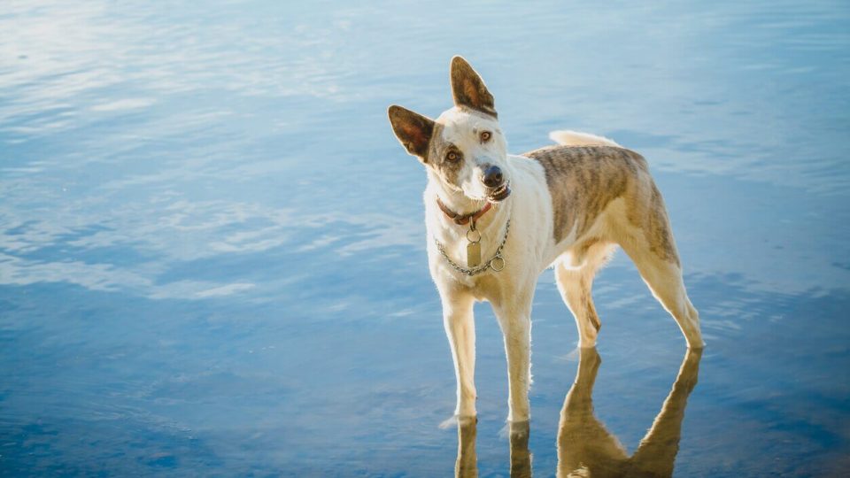 Cattle dog standing in water tilting head