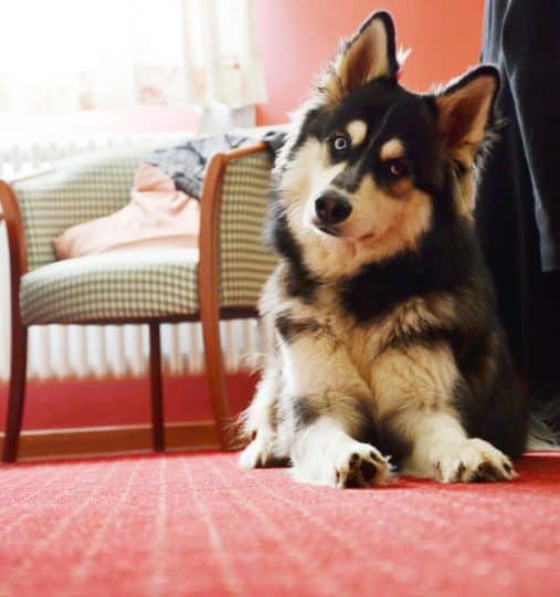 Husky sitzt auf dem Boden und neigt den Kopf