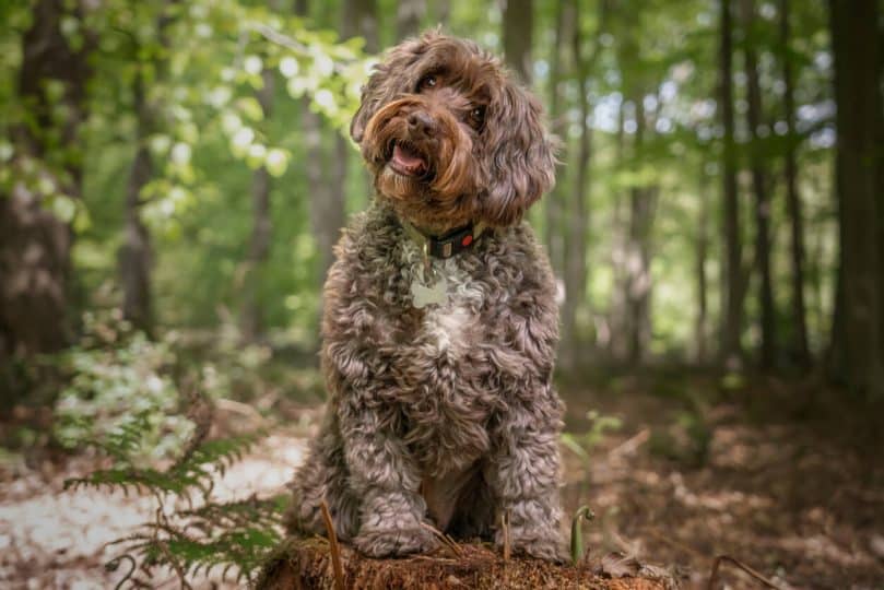 Un Cockapoo marron assis dans les bois, en train de pencher la tête.