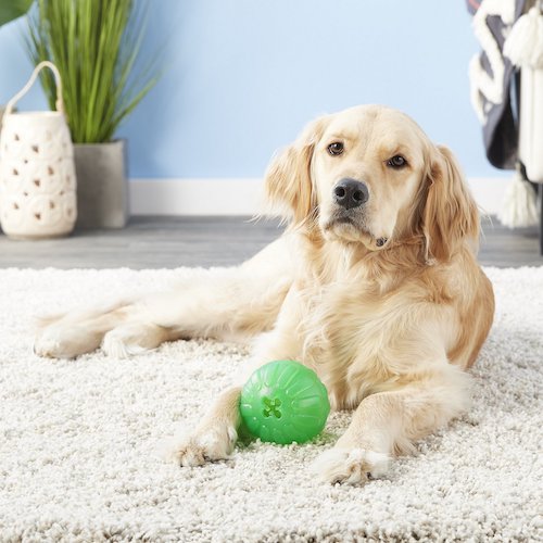 Golden retriever sitting on floor with toy
