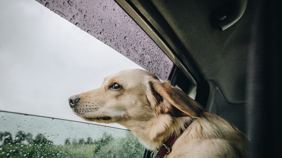 Dog looking out rainy car window