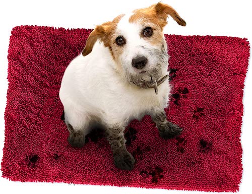 A small white and tan dog with muddy paws sitting on a red carpet. 