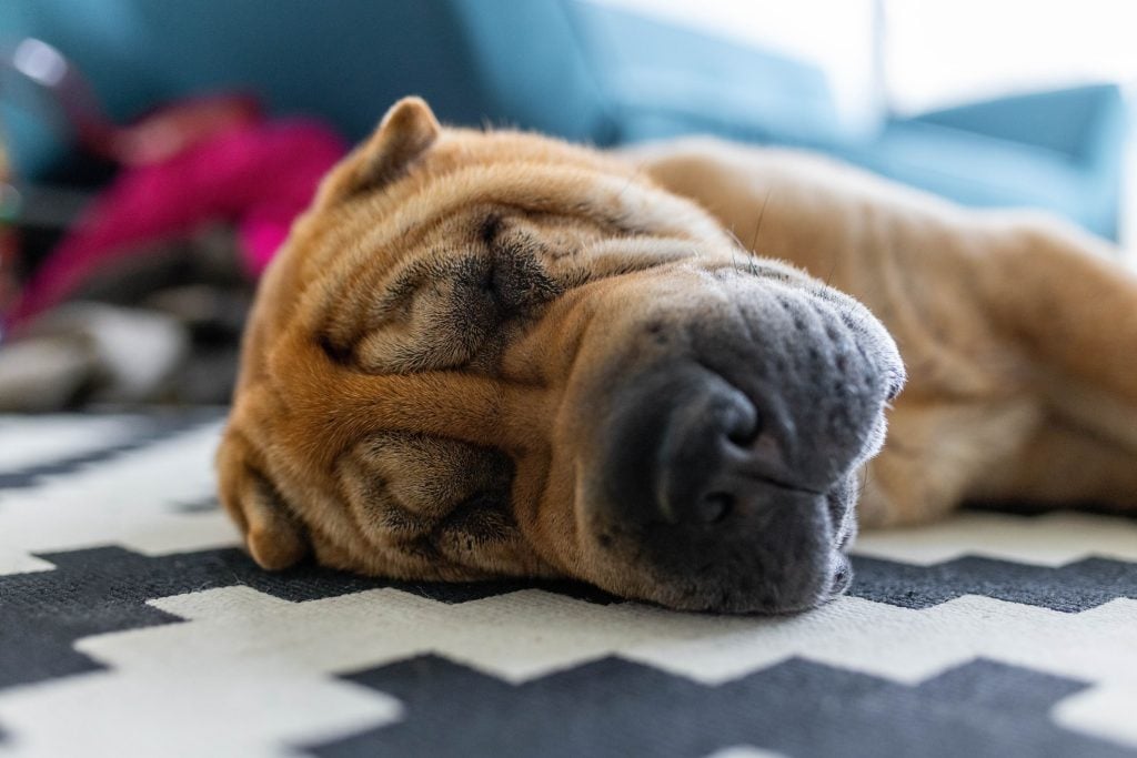 A Shar-Pei dog sleeping and dreaming