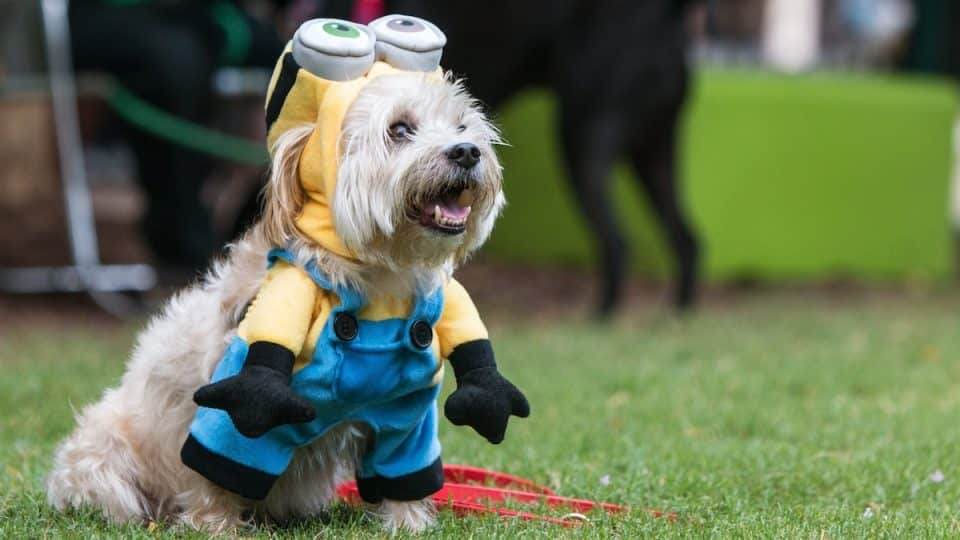 Dog wears minion costume in park