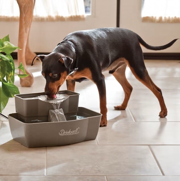 dog drinking from multi-tier water fountain