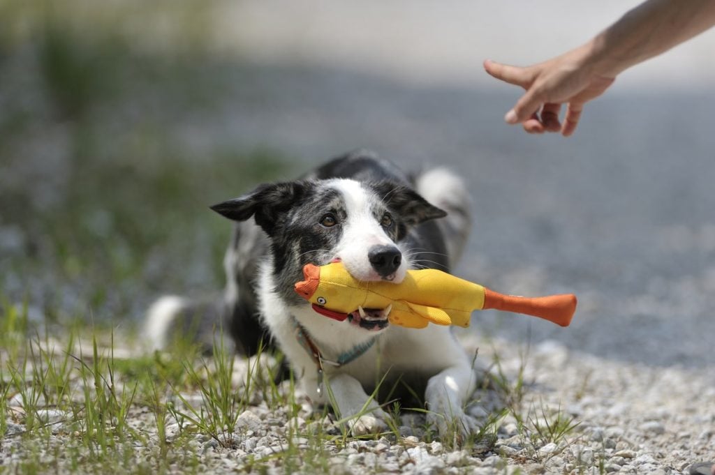 Dog learning "drop it" during a training session