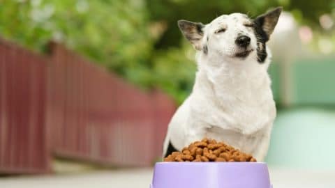 Adorable black and white dog sitting, eyes closed, enjoying food, bowl with kibble dog food in front of her