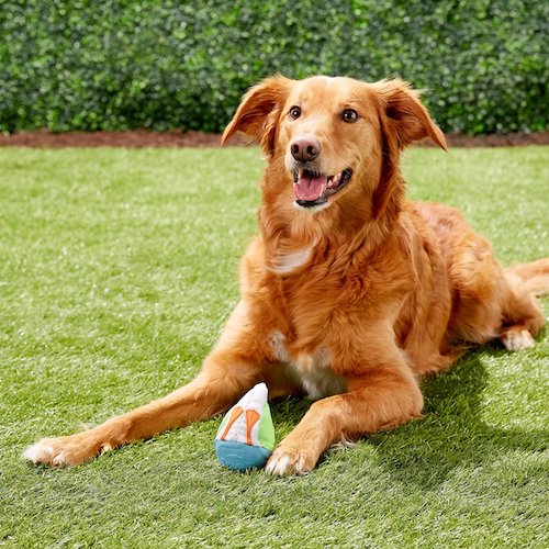 Golden Retriever laying in the grass with a toy. 