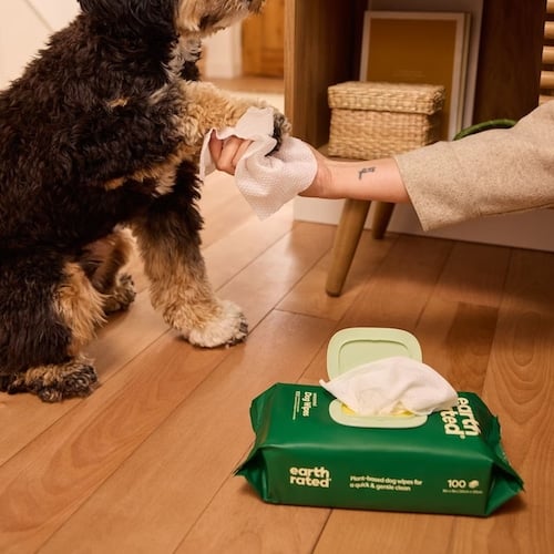 Dog offering paw for paw wipe