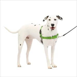Dalmatian wearing Easy Walk harness in green