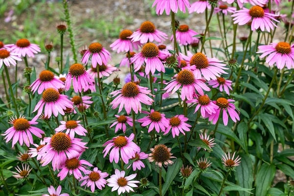 Cluster of echinacea flowers
