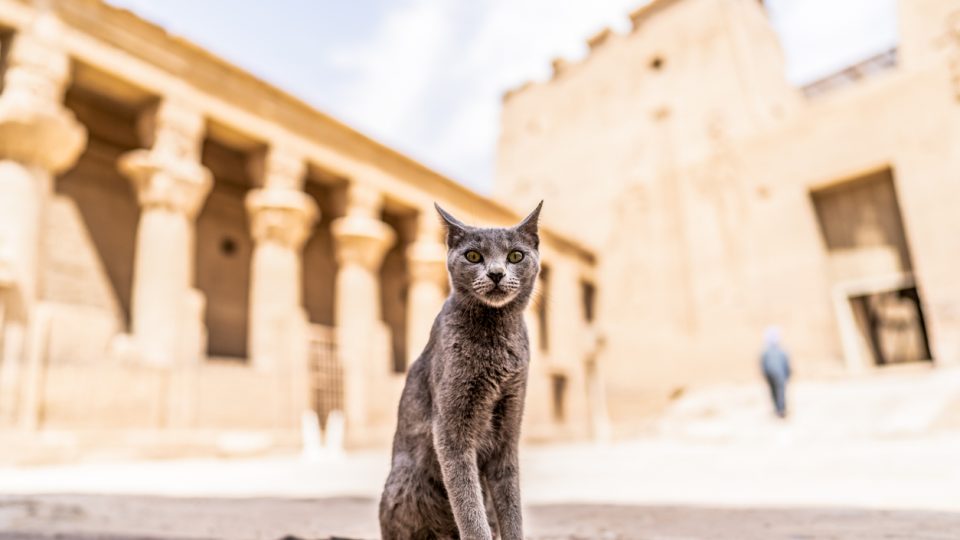 Egyptian Cat: History, Importance, Role, and Egyptian Cat Breeds
