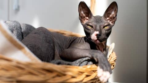 Sphynx cat sits in basket