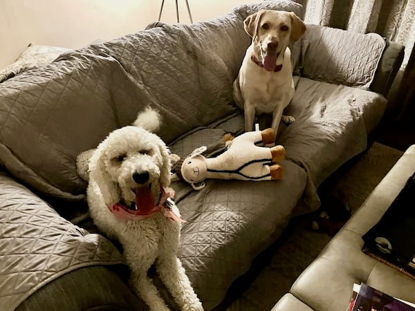 Dogs sitting on dog-friendly couch