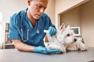 Vet wraps dog's injured leg