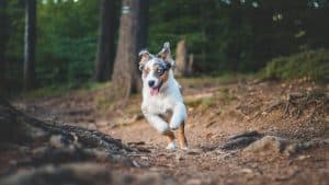 An Australian Shepherd puppy dog runs through the woods with a joyful expression