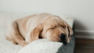A cute beige Labrador Retriever puppy sleeps on a couch