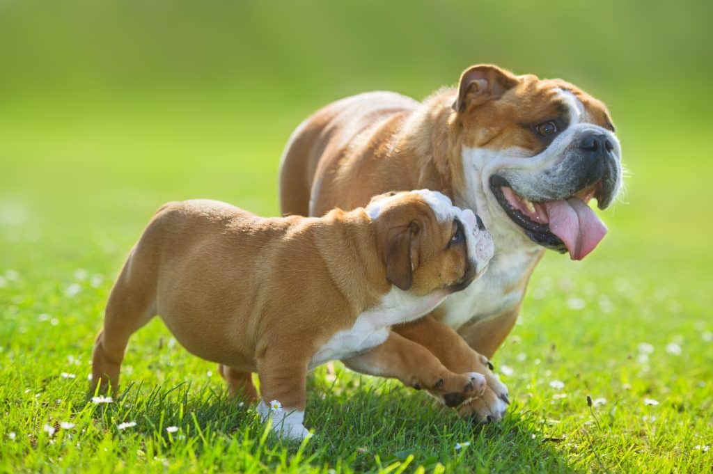 Cute bulldog puppy following its mother