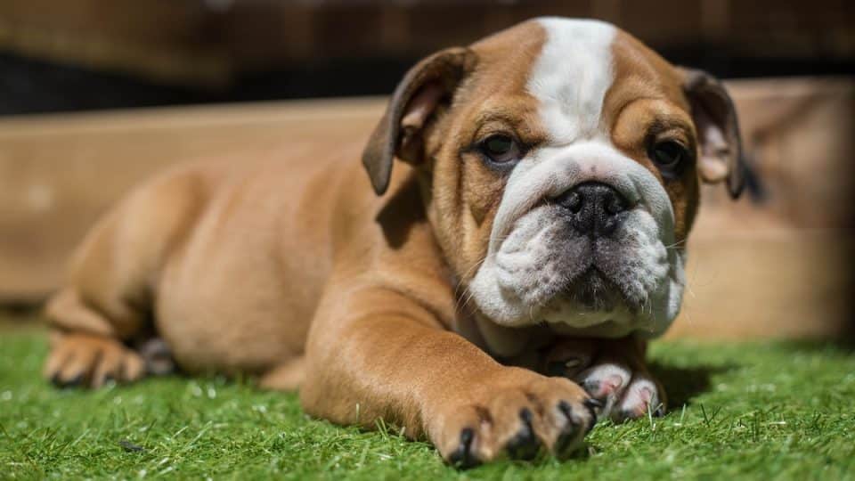 Cute Male British/English Bulldog baby/puppy enjoy his first day in his new home