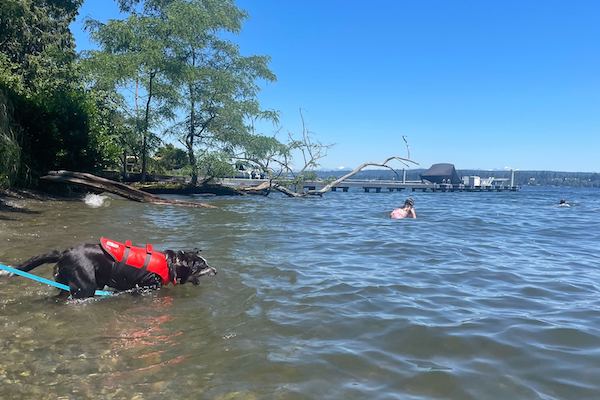 Dog dashes into water, wearing life jacket.