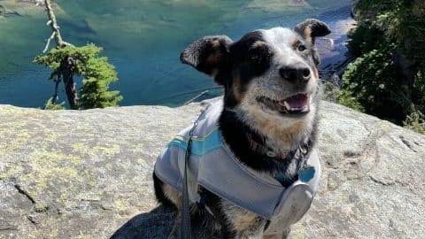 Dog sits on rock in front of lake, wearing cooling vest