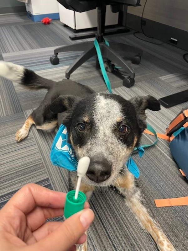 Dog sniffs DNA swab