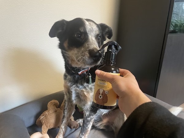 Dog sniffs bottle of dry shampoo