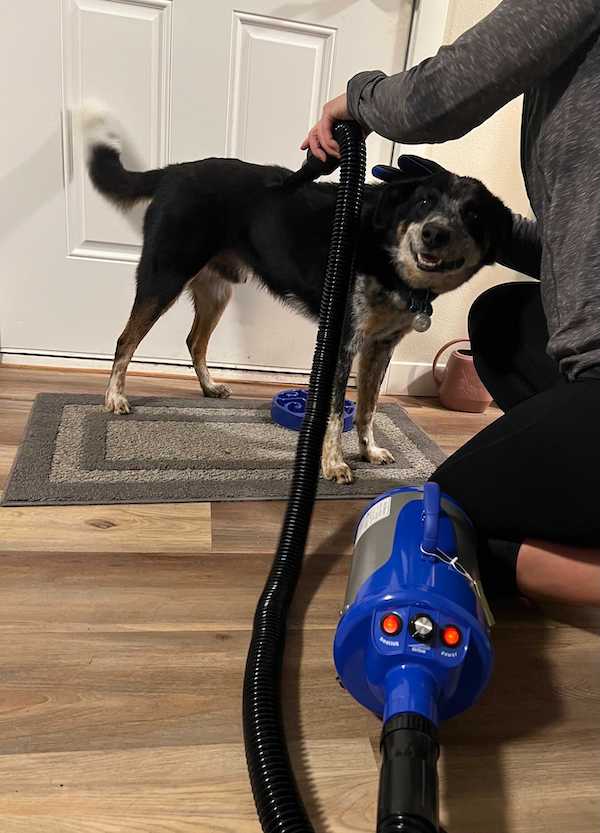 Dog stands on mat while being blow dried