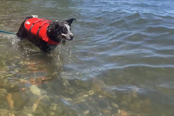 Dog wades in shallows, wearing life jacket