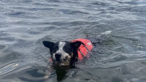 Dog swims happily in Granby Splash life jacket