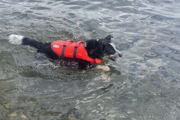 Dog paddles in red life jacket