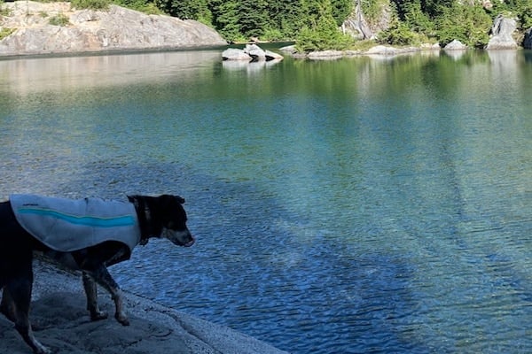 Dog pauses on rocky outcropping by lake, wearing Ruffwear Swamp Cooler