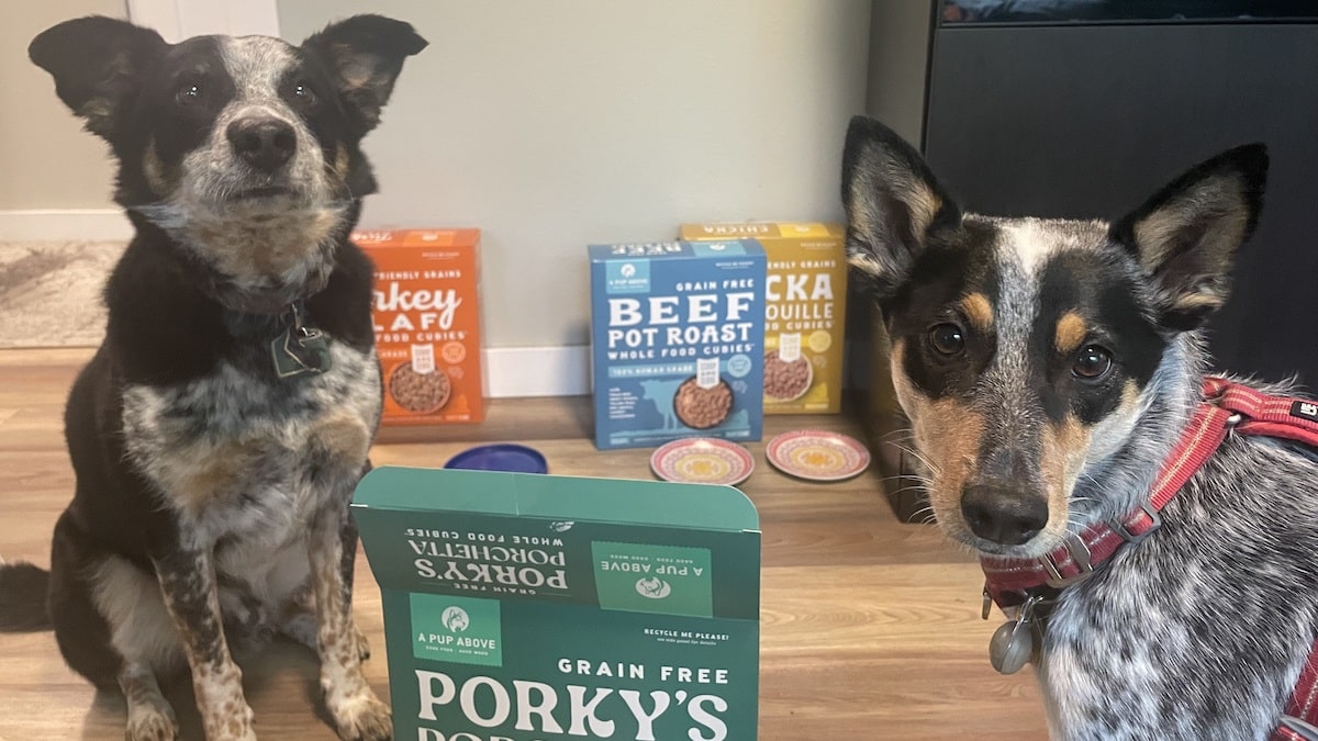 Two dogs sit amidst boxes of Cubies dog food