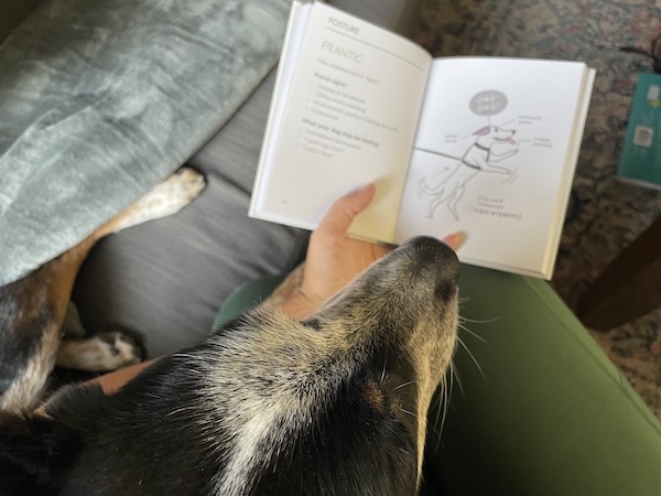 Dog sits on person's lap with open book.