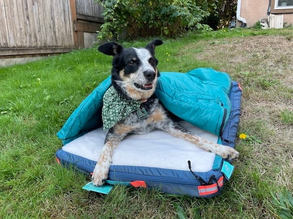 Dog laying on RuffRest bed in fenced yard