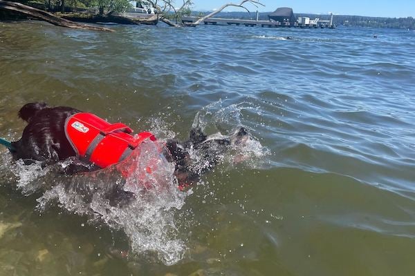 Cattle dog splashes into water, wearing red life jacket