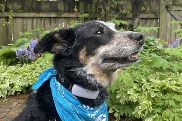 Dog wears Tractive GPS device in garden